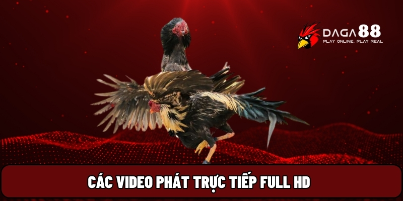 Các video phát trực tiếp FULL HD
