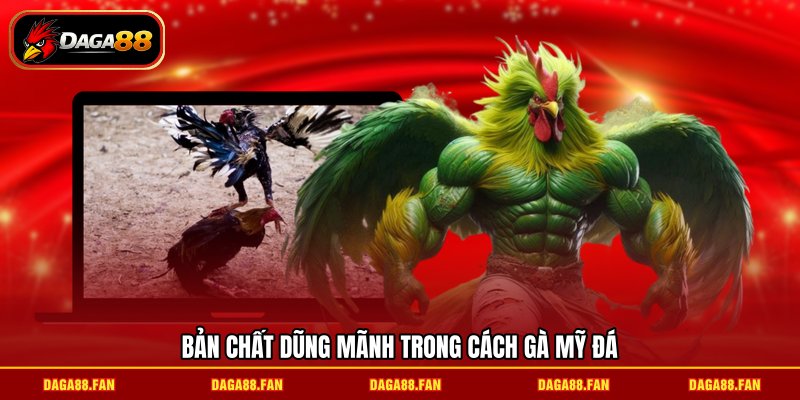 Bản chất dũng mãnh trong cách gà Mỹ đá