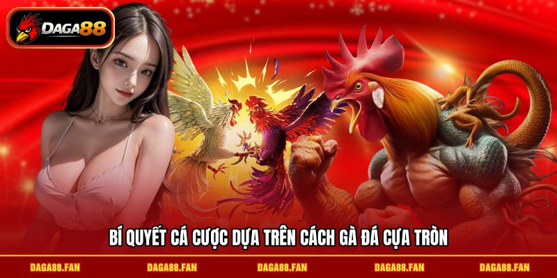 Bí quyết cá cược dựa trên cách gà đá cựa tròn