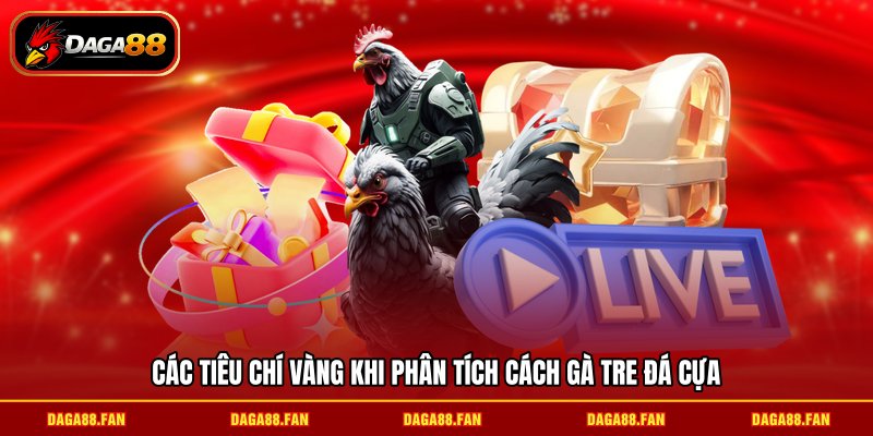 Các tiêu chí vàng khi phân tích cách gà tre đá cựa