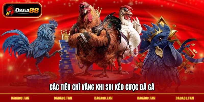 Các tiêu chí vàng khi soi kèo cược đá gà