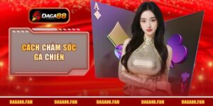 cách chăm sóc gà chiến