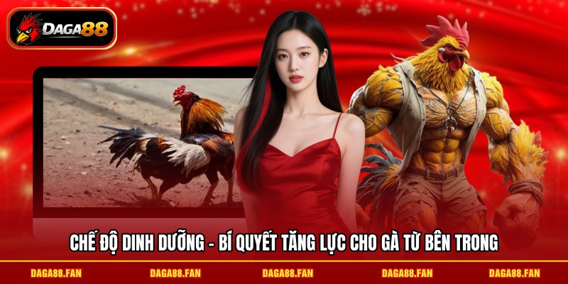 Chế độ dinh dưỡng - Bí quyết tăng lực cho gà từ bên trong