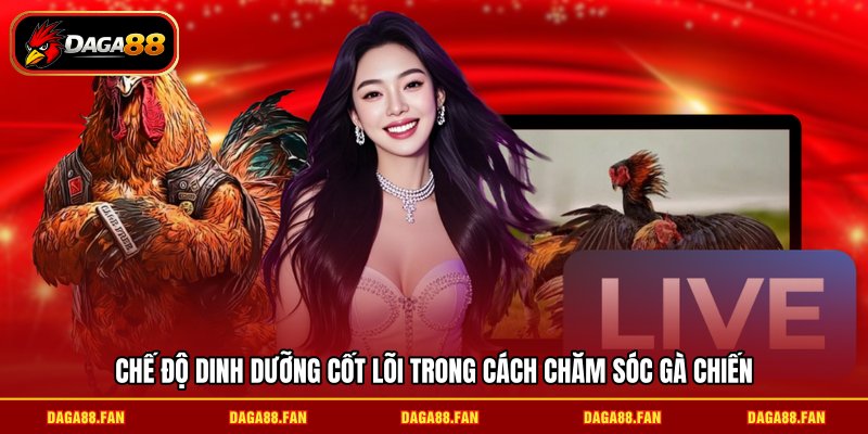 Chế độ dinh dưỡng cốt lõi trong cách chăm sóc gà chiến