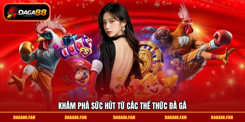 Khám phá sức hút từ các thể thức đá gà