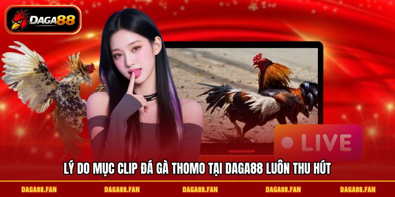 Lý do mục clip đá gà Thomo tại DAGA88 luôn thu hút 