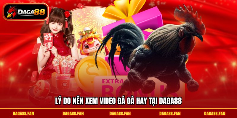 Lý do nên xem video đá gà hay tại DAGA88