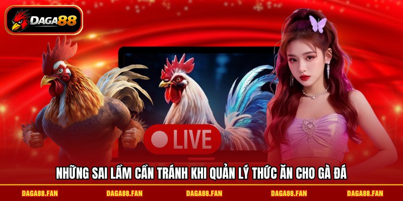 Những sai lầm cần tránh khi quản lý thức ăn cho gà đá