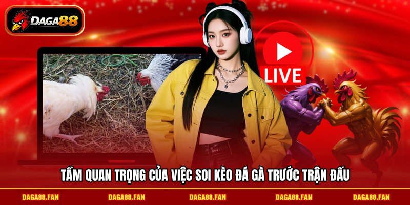 Tầm quan trọng của việc soi kèo đá gà trước trận đấu